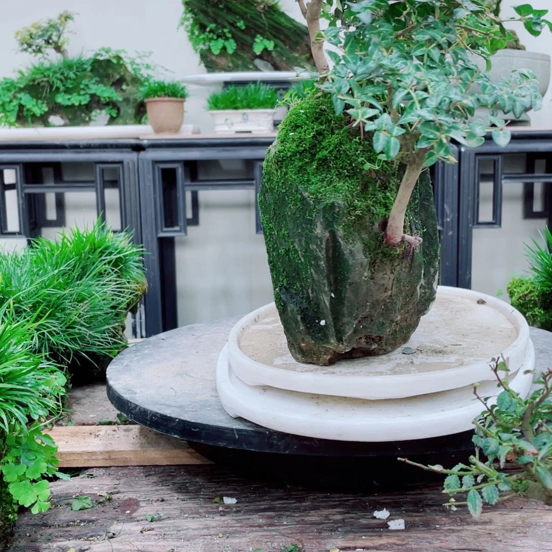 无铅玻璃何*?铁线蕨铁线蕨铁线蕨