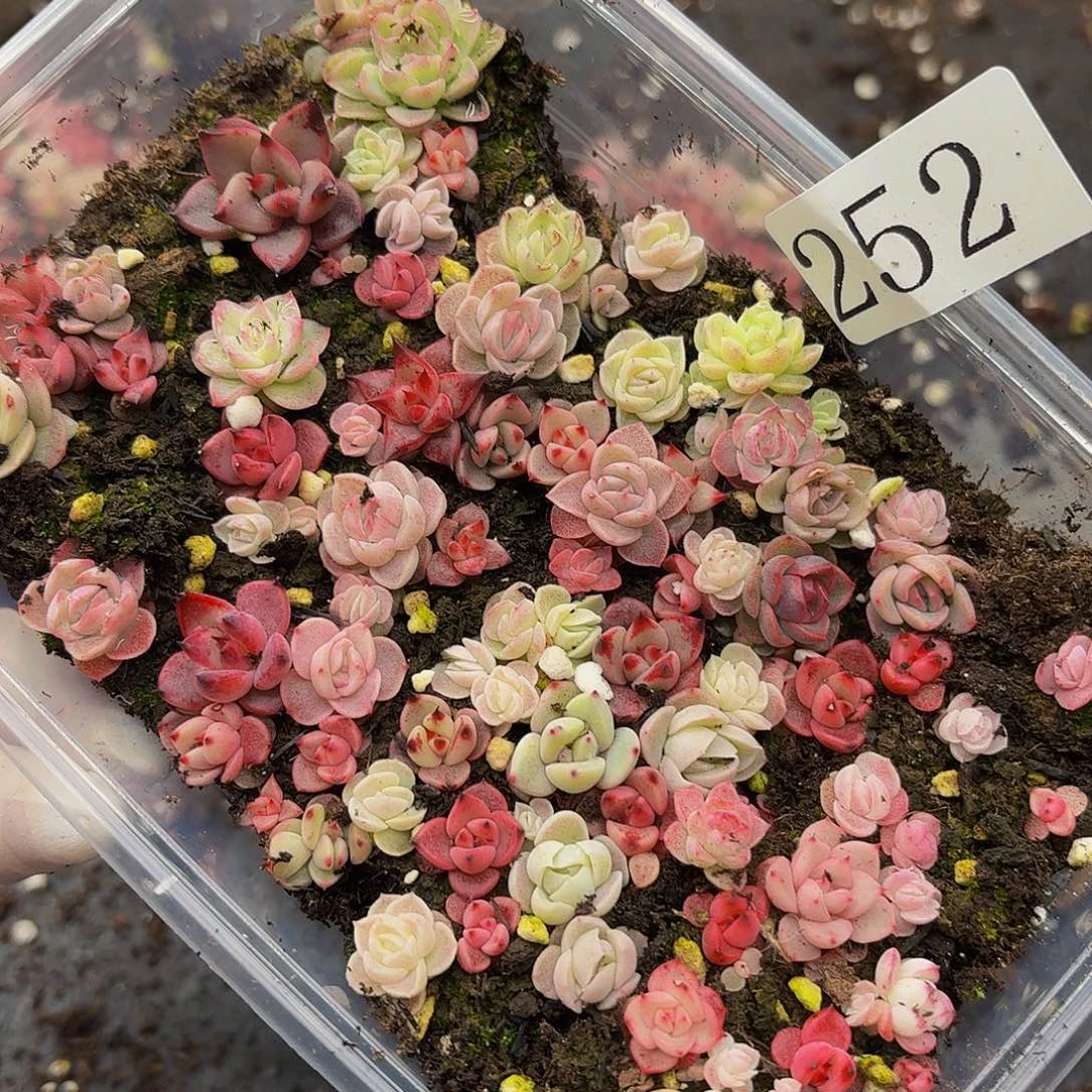 多肉植物多肉植物252