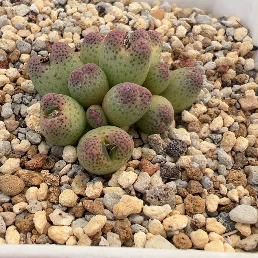 蟠桃斑马，一物一拍