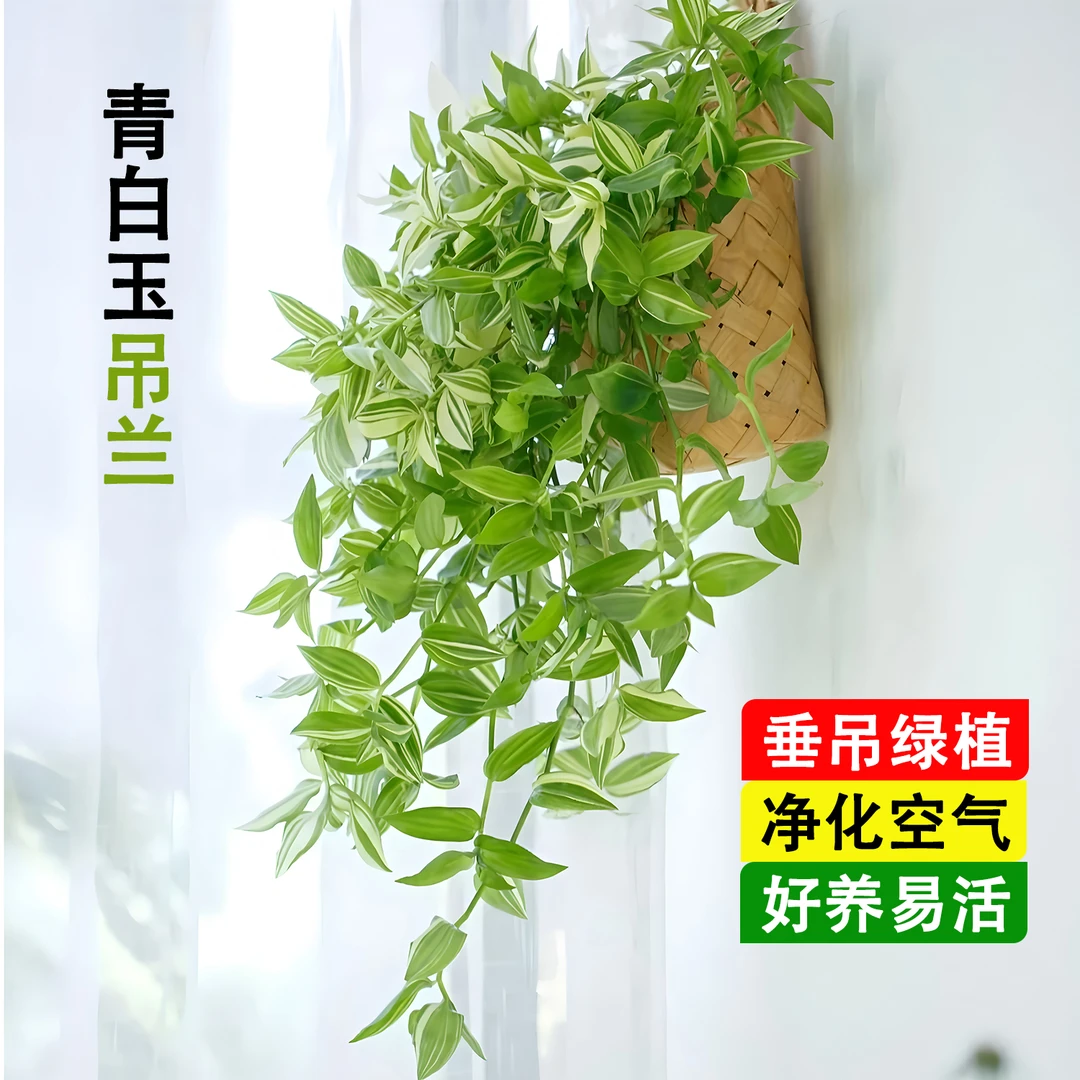 青白玉花叶吊兰植物阳台室内窗台花绿植盆栽观叶长藤绿植耐旱花卉