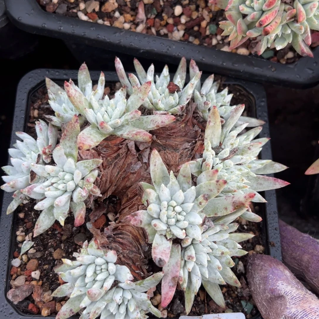 2234白菊杂交哈哈哈哈哈哈