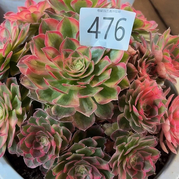 多肉植物半糖果476个