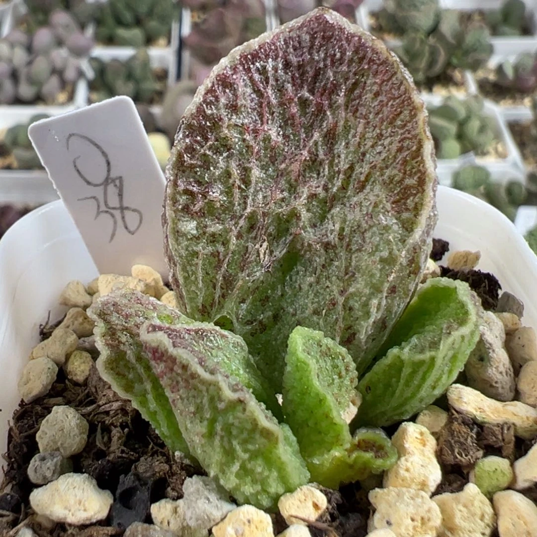 w纹路款实生新品多肉植物