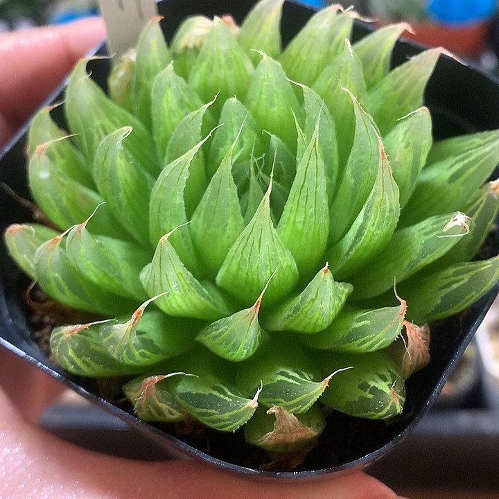 77号实生玉露一物一拍