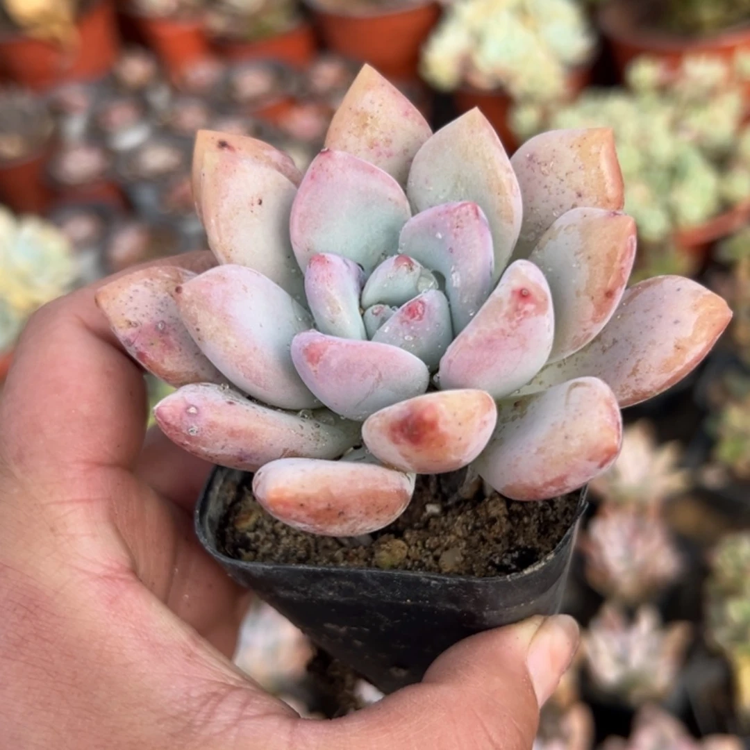 多肉植物奥普琳娜