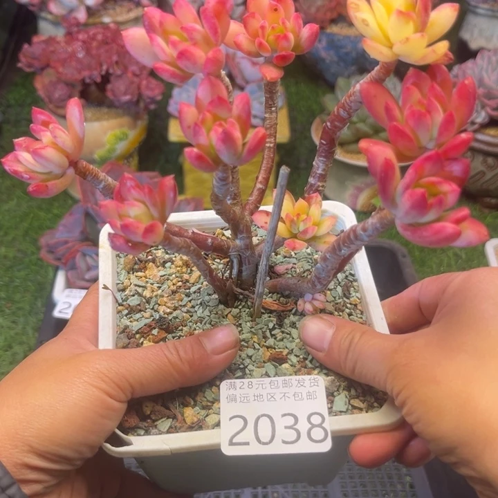 大2038。gxhxhxbcvbbb