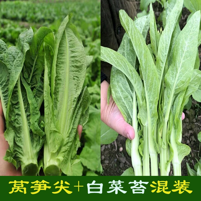 新鲜现摘莴笋尖凤尾+白菜苔混合装新鲜发货