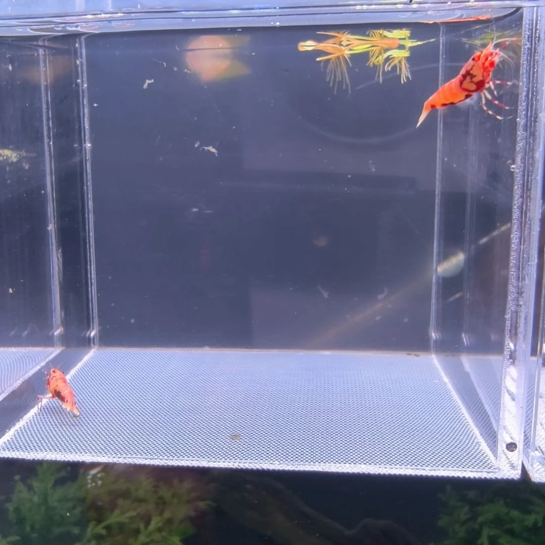 水晶虾红莽水晶虾一公一母