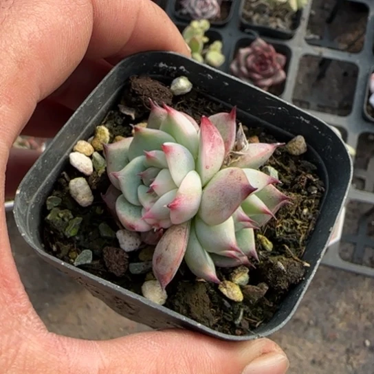 94吉娃娃锦多肉植物多