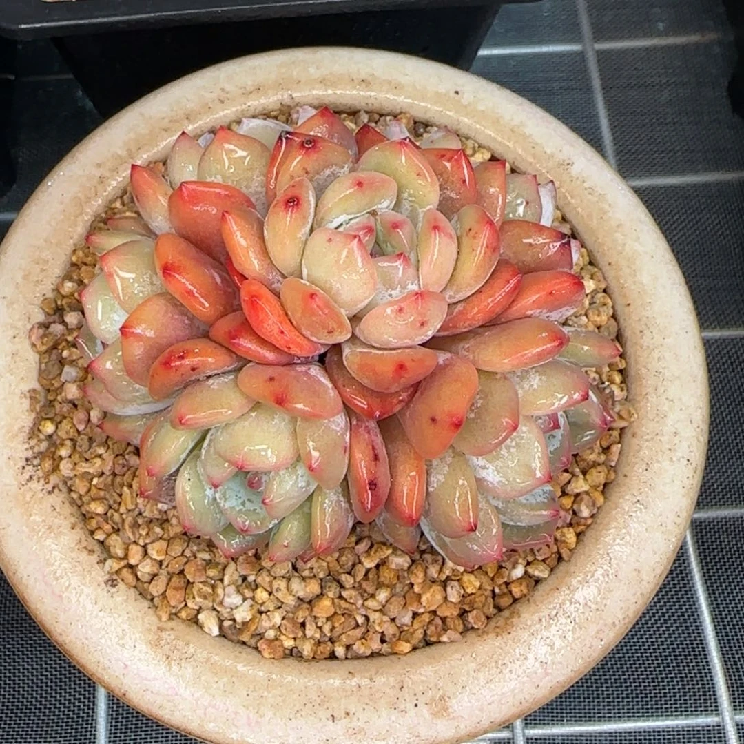 从前慢花园精选多肉雪天使