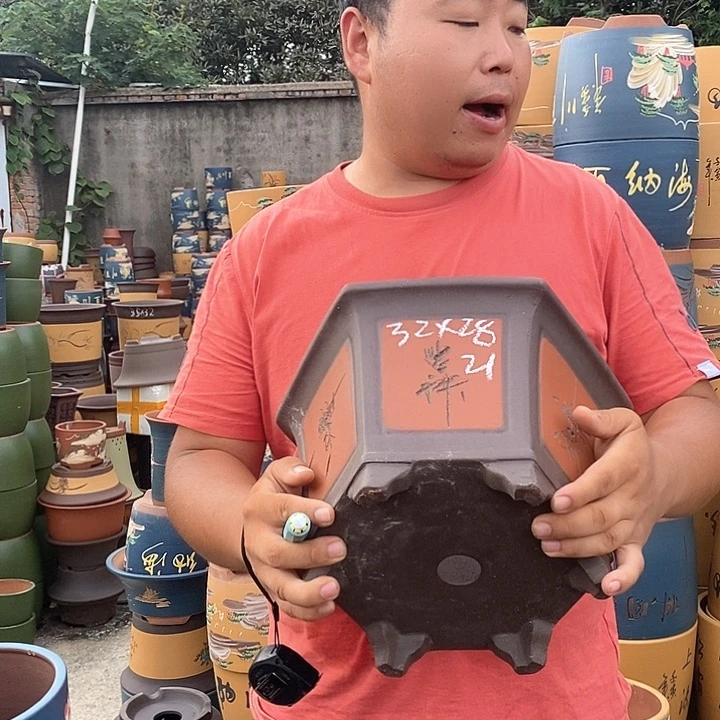 紫砂花盆盆栽植物种植