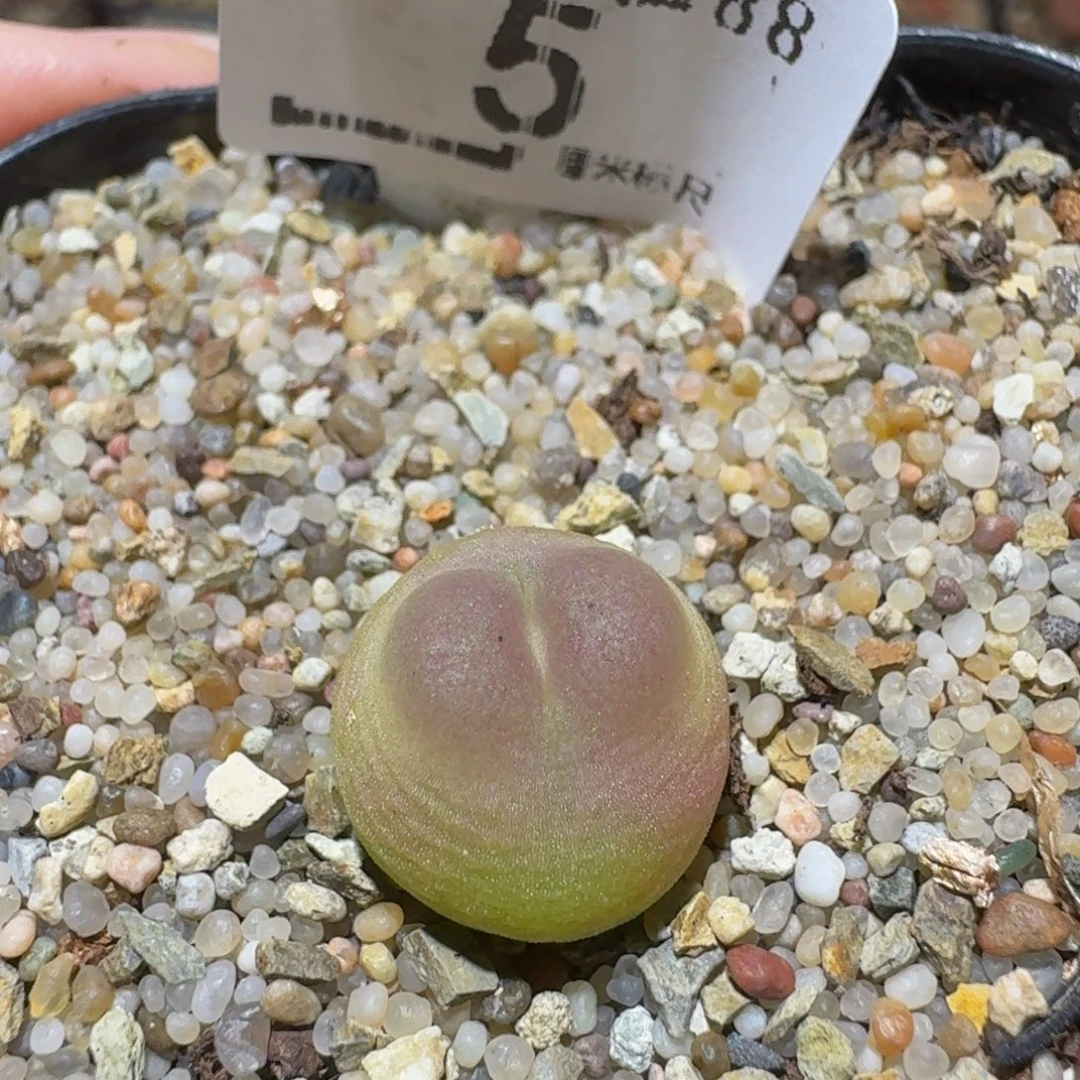 Ssss精品生石花5粉拉登