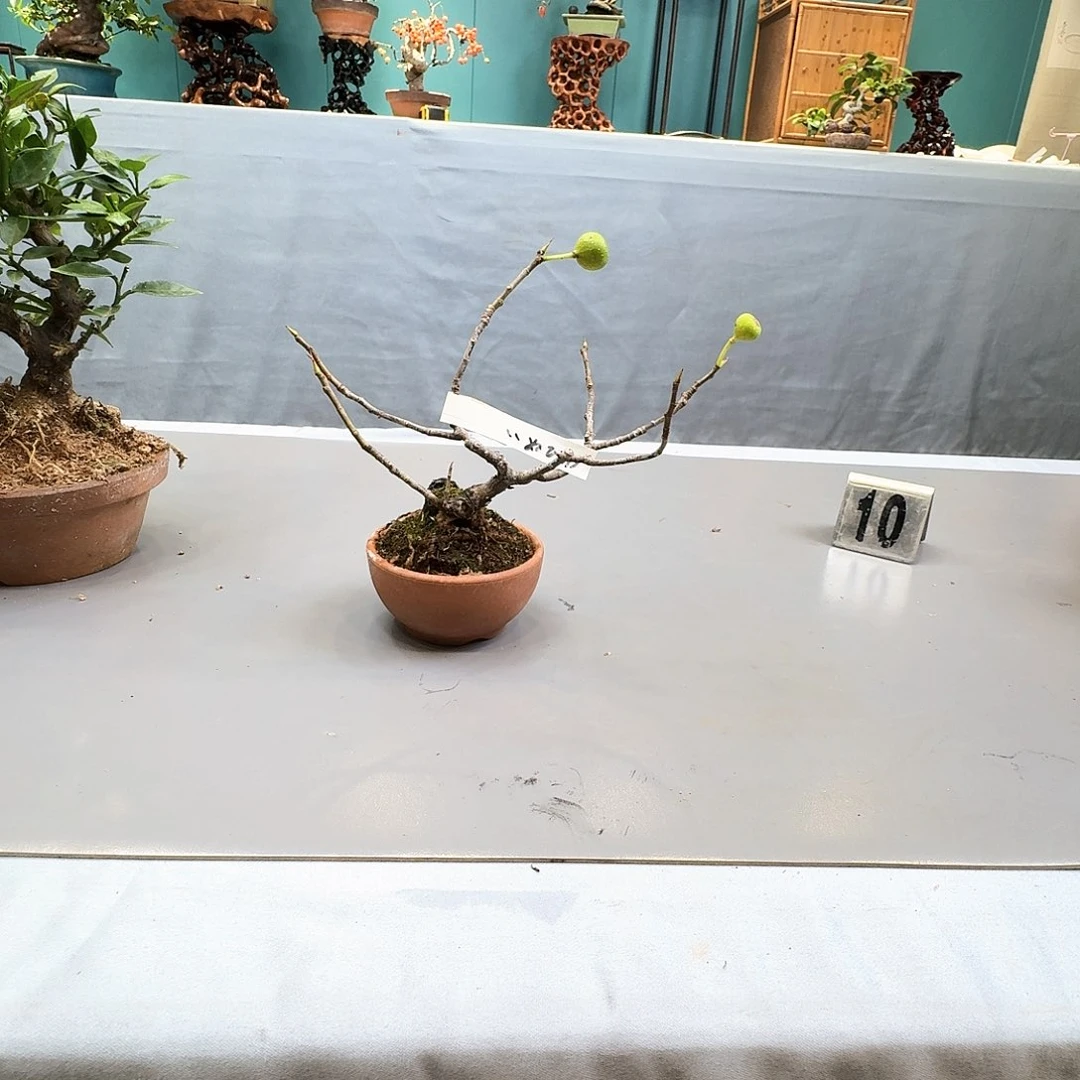 无花朵无花果111111111