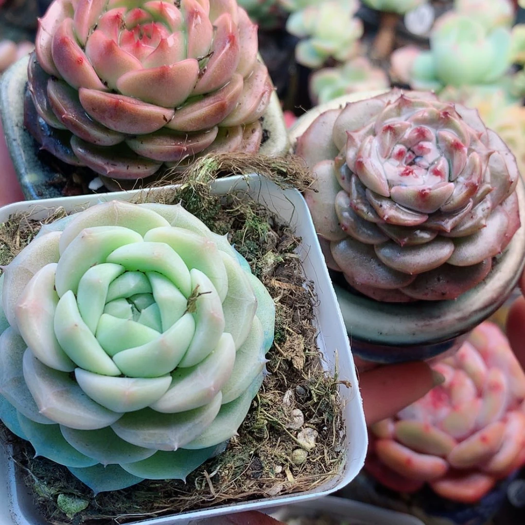 【闪购商品】^****^糖3h个