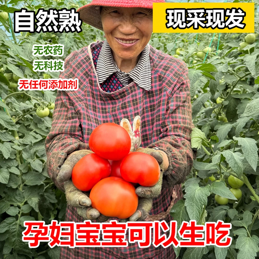 西红柿生吃新鲜农家自种当季沙瓤农家肥皮薄多汁酸甜可口水果番茄