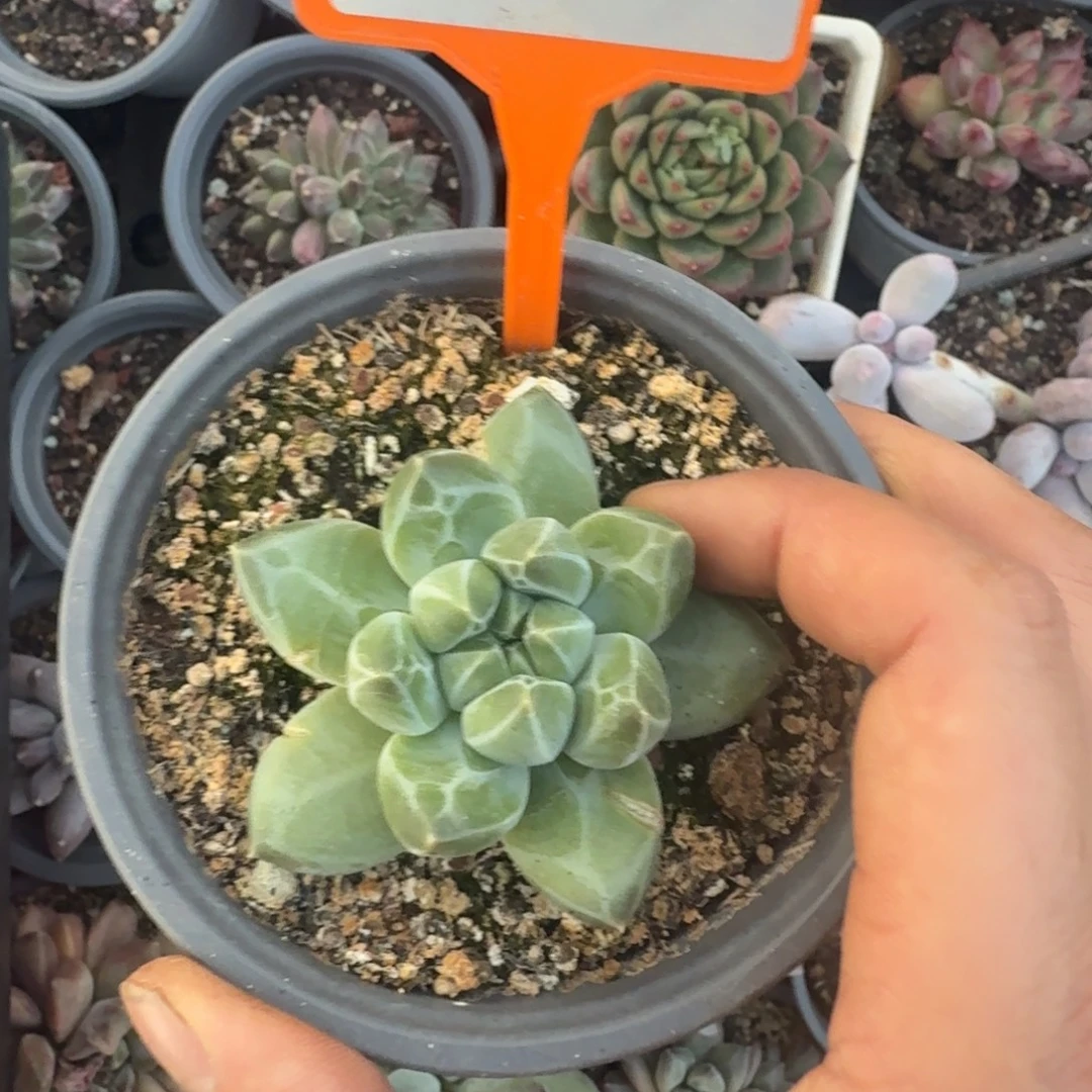 多肉植物青花瓷单头434