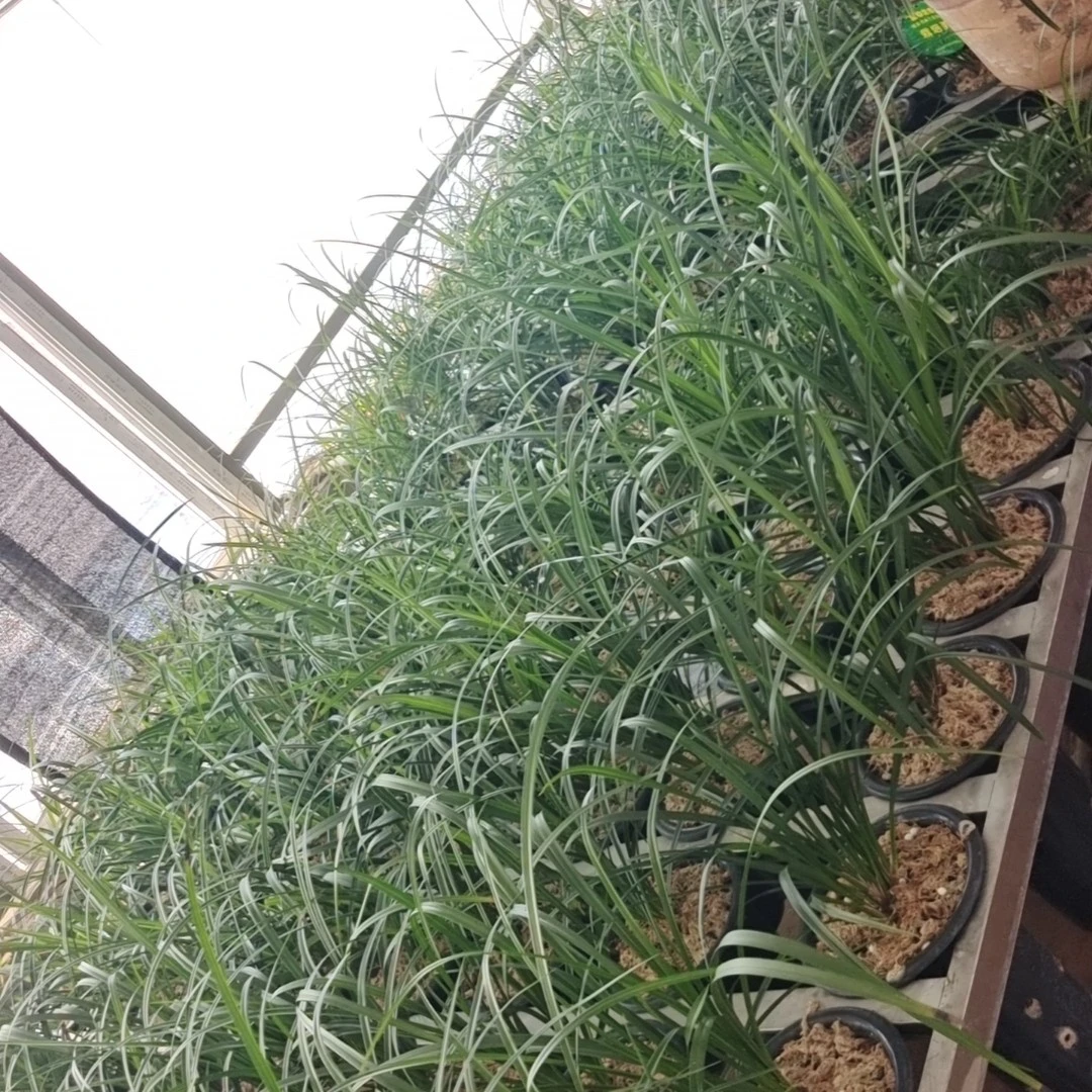 云南莲瓣兰大理鹤庆花兰花室内兰草花兰花盆栽