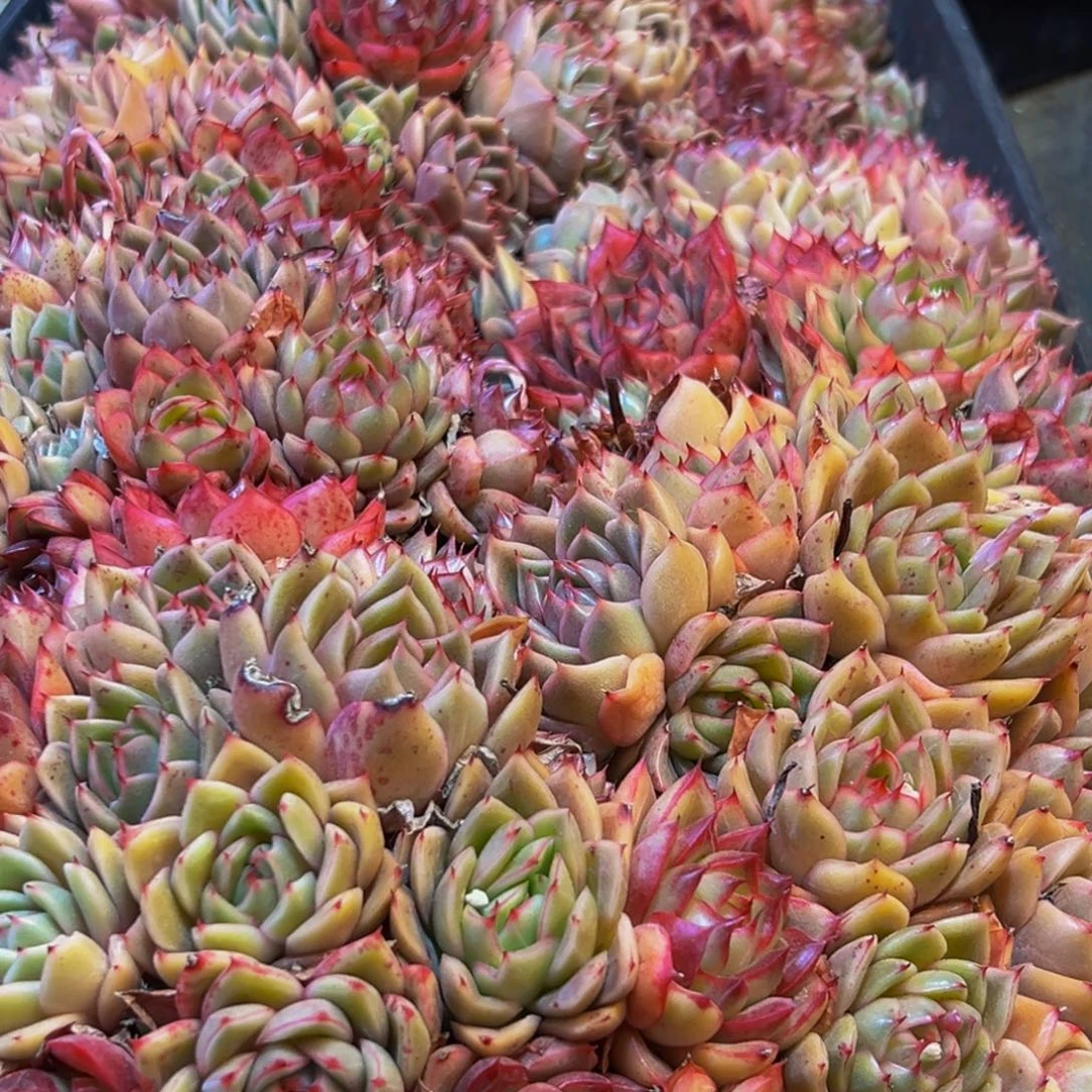 628多肉葡萄的味道