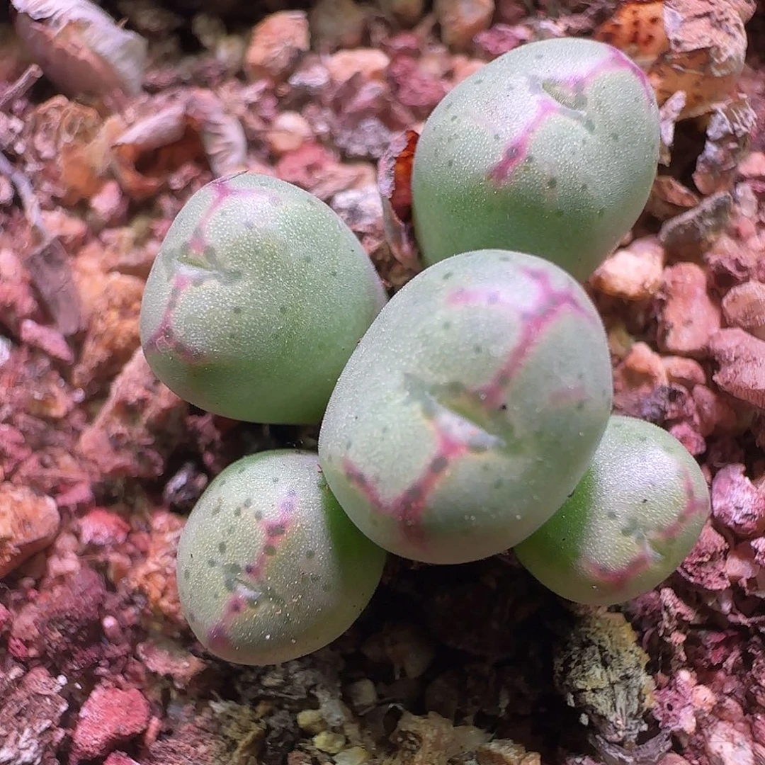 红线元宝杂交。    974