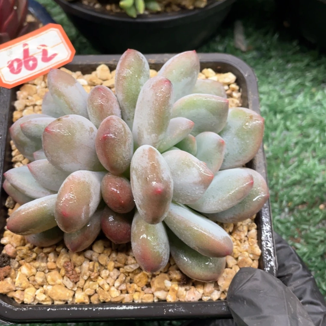 062 一物一拍28包邮非偏远