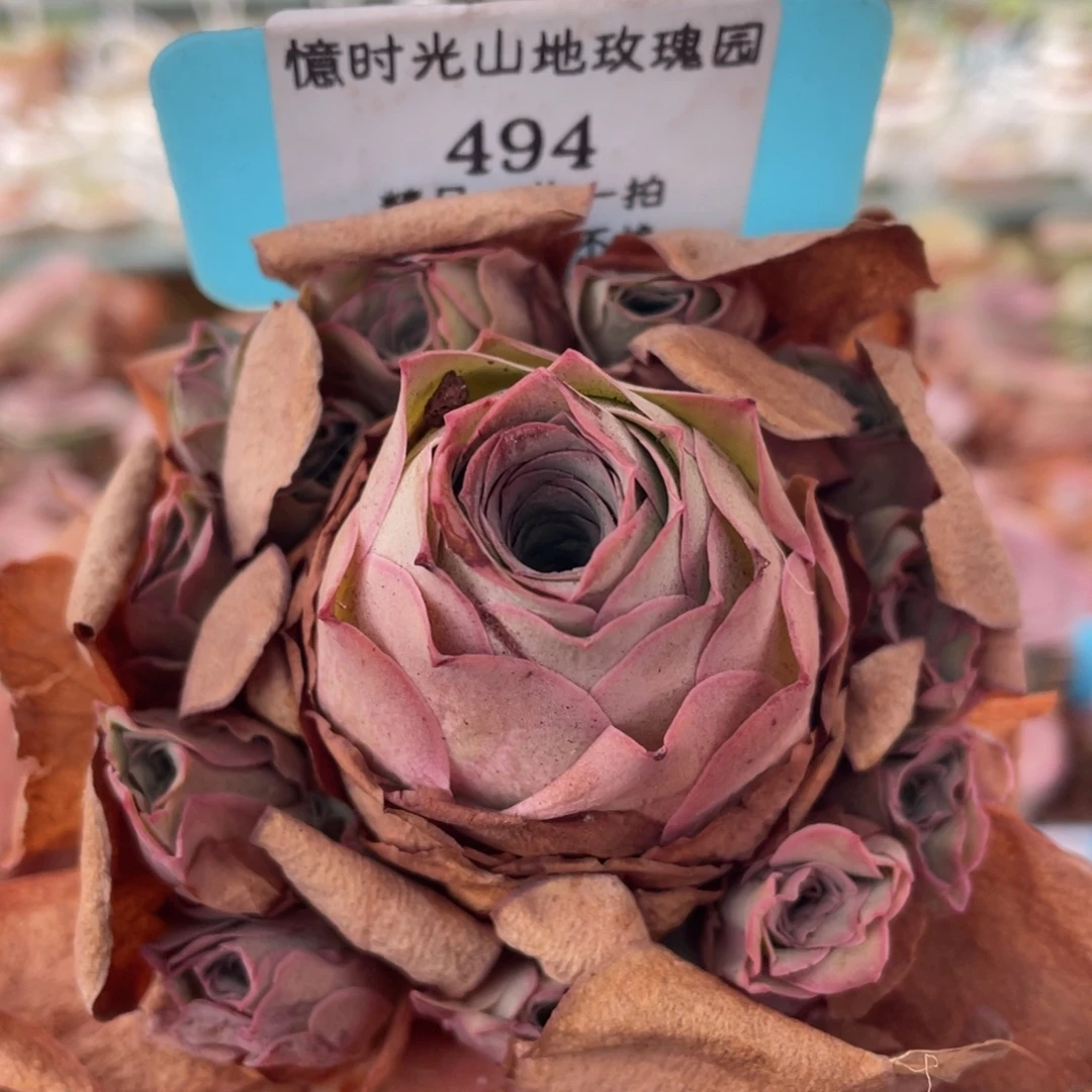 x山地玫瑰494裸根发货不售后