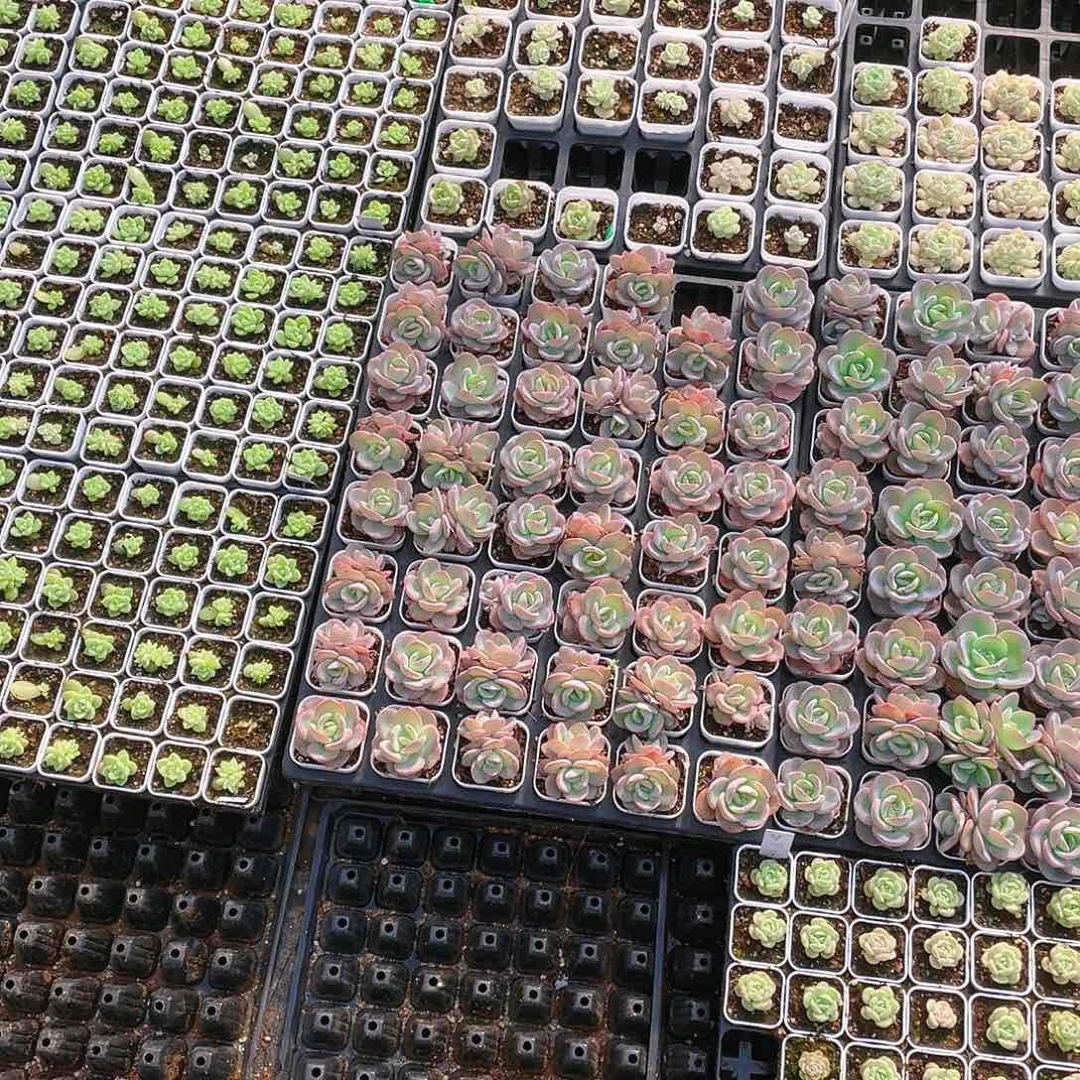 布鲁兰三头盆一个满25包邮