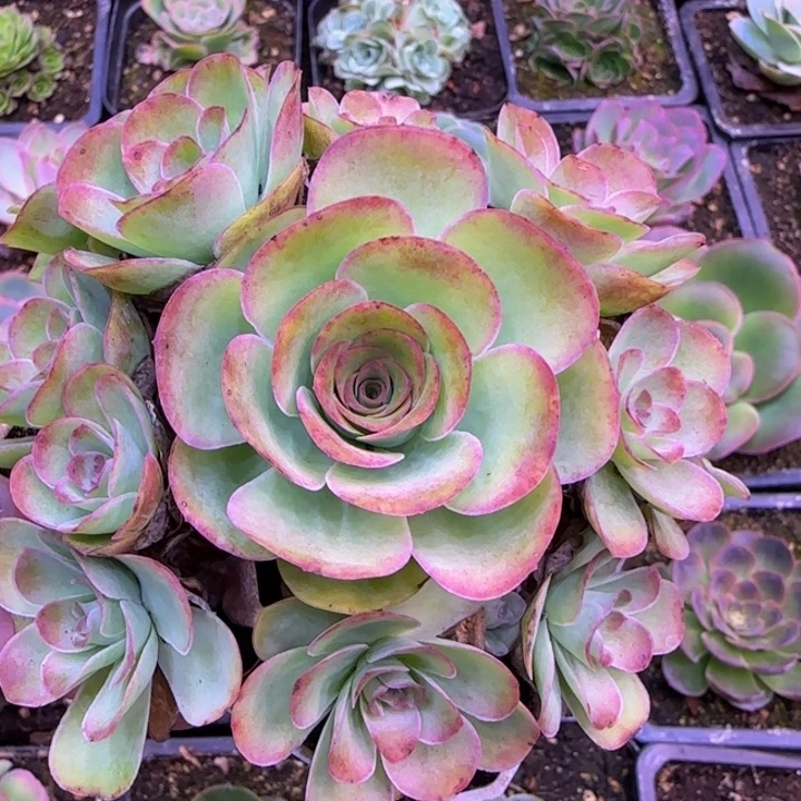 初晨模特26999998268566556666