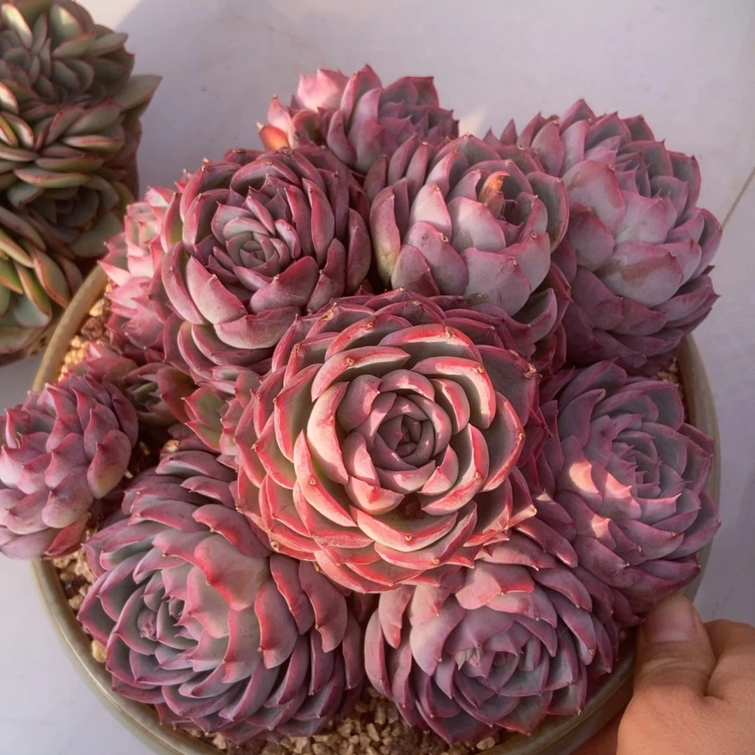 侧影多肉多肉多肉多肉多肉