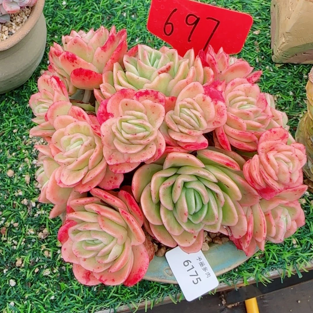 冰玫瑰锦，6175多肉植物