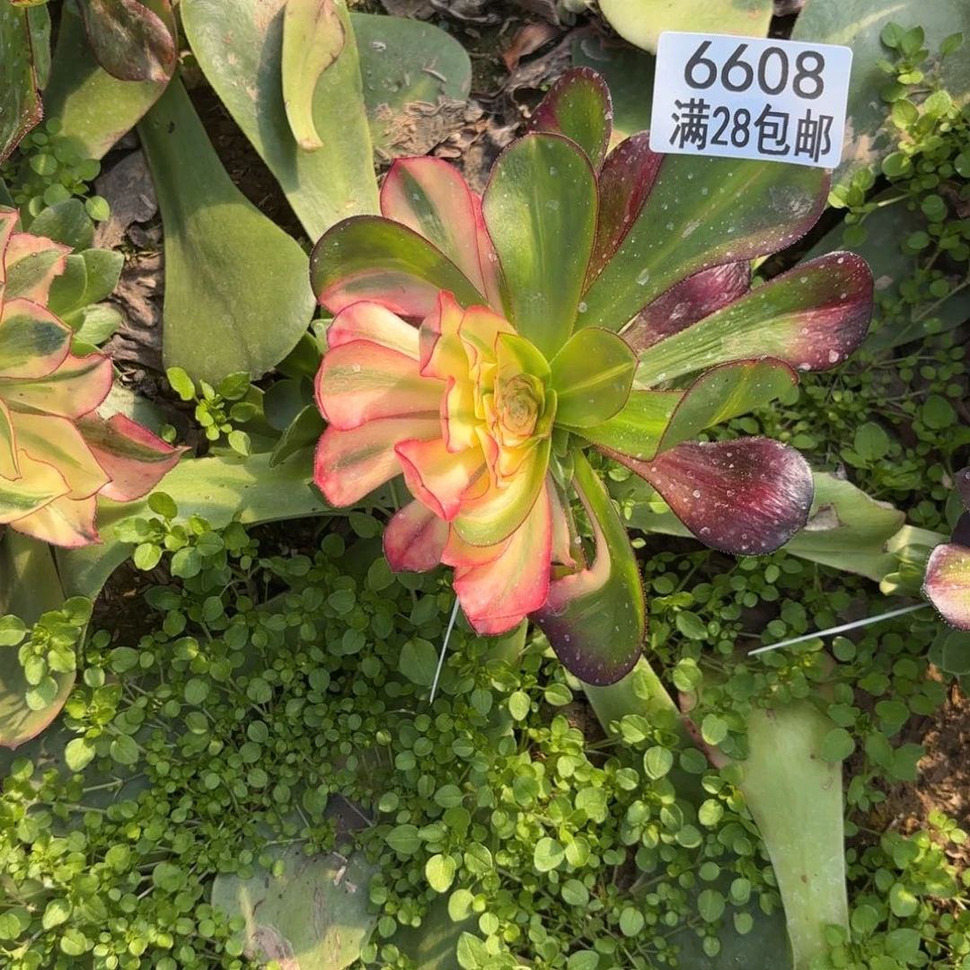 G.  6608红魔女花多肉