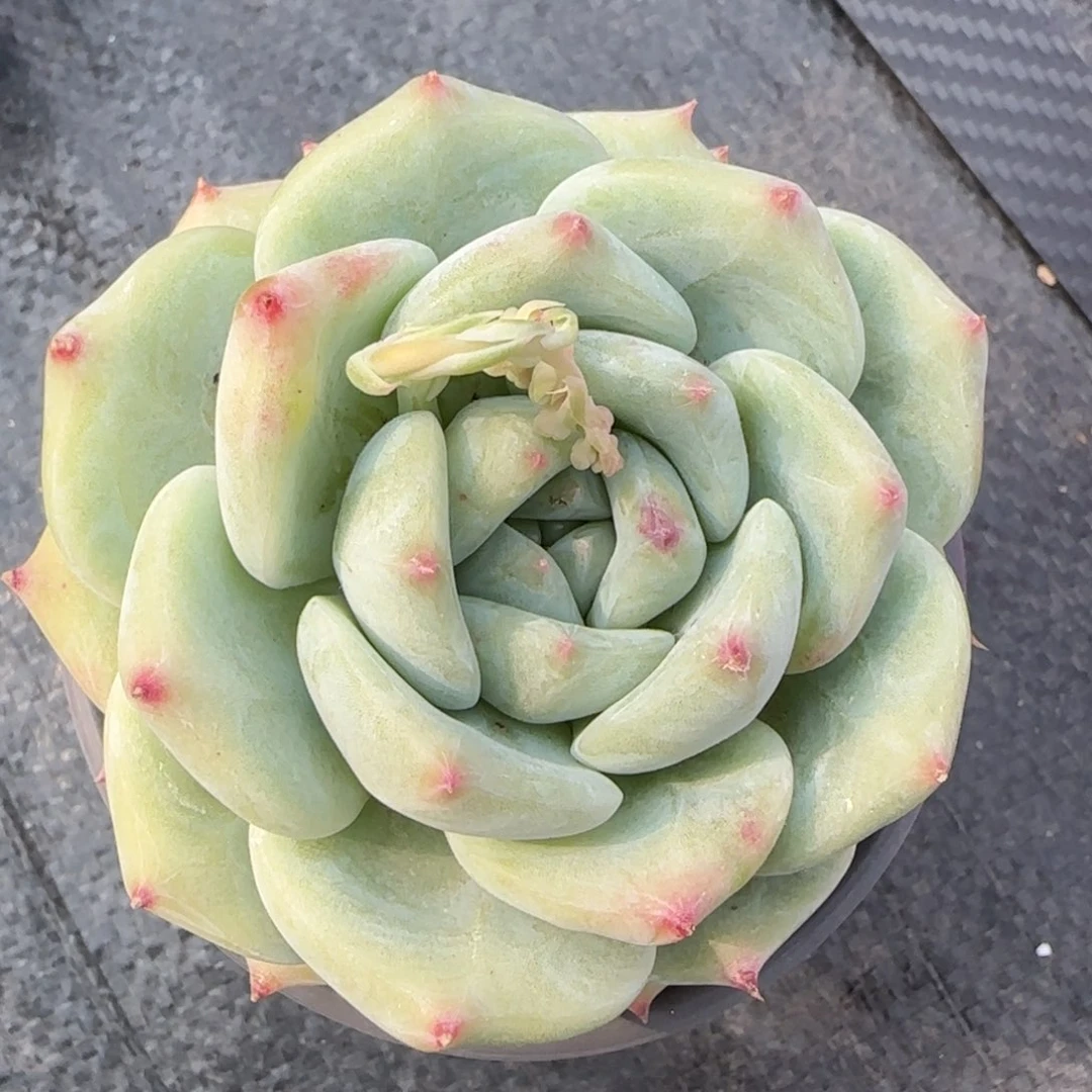 从前慢花园精选多肉白拉糖