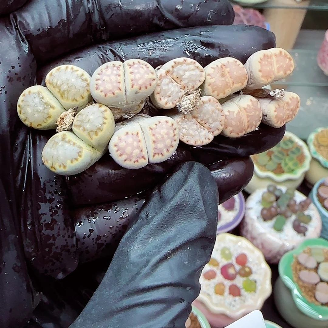 生石花满18包邮1203-199