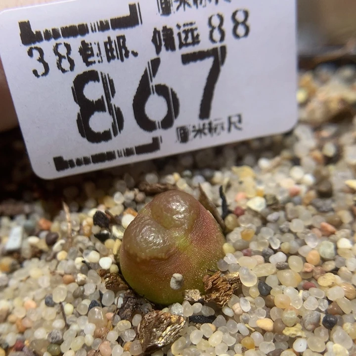 zzz精品生石花867雪茄