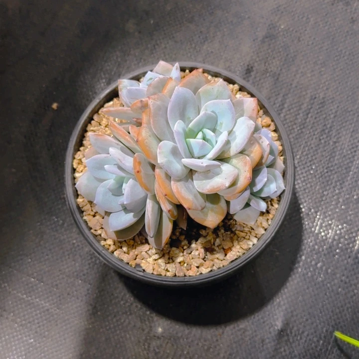 奶茶福利111111111