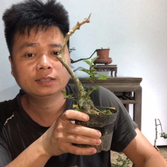 无花朵盆景素材盆栽植物