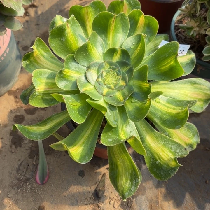 暴君多肉法师3542