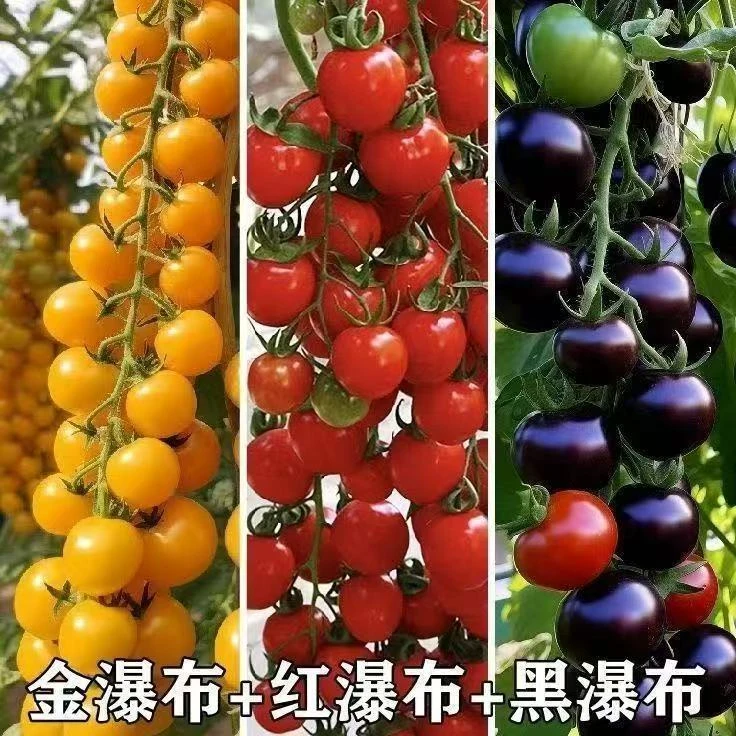 圣女果苗新疆包邮新疆焉耆县小西红柿圣女果带土秧苗优质