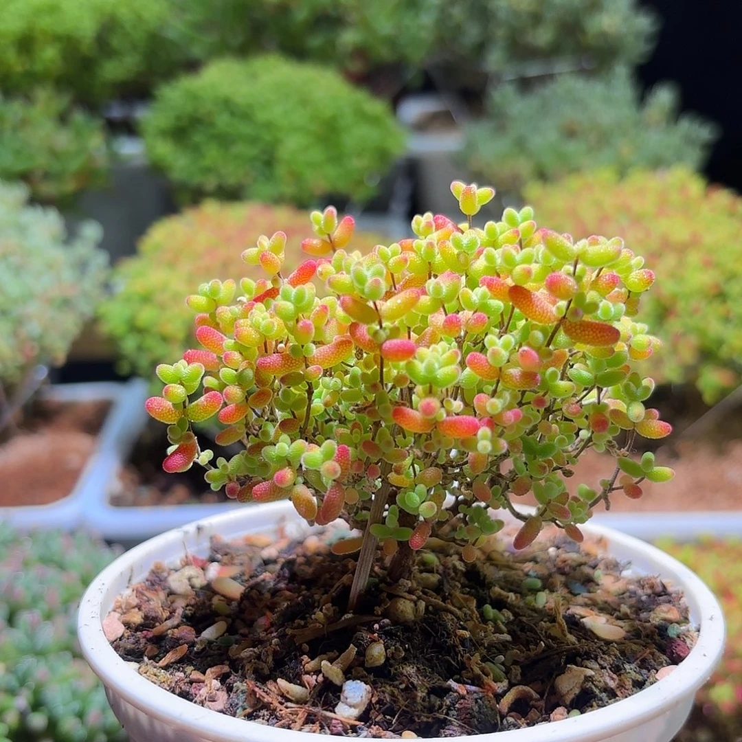 枝干番杏密橘糖球H489