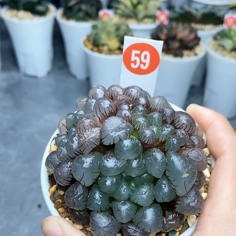 【闪购商品】59紫肌群