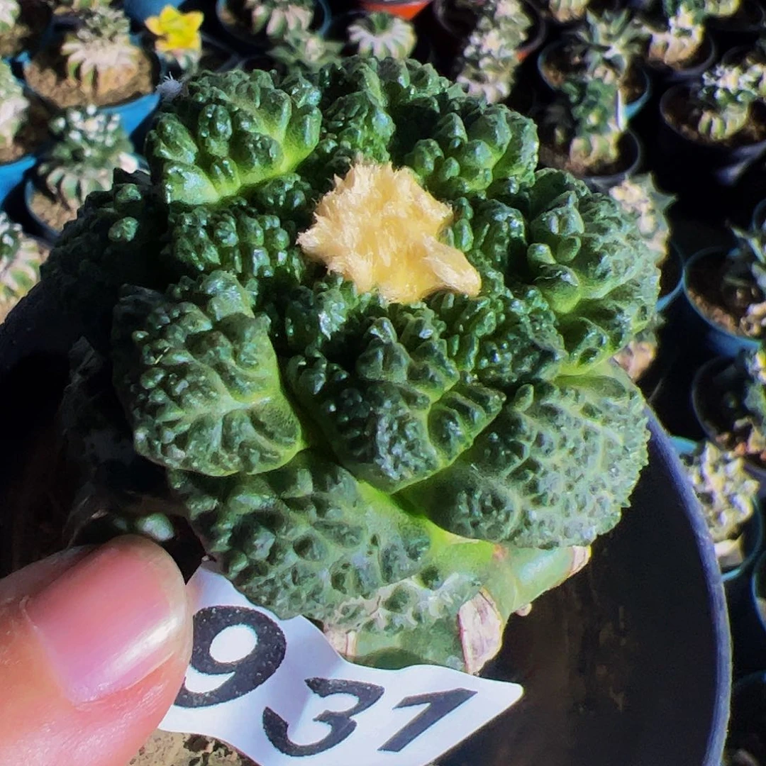 无花朵龟甲连山牡丹931