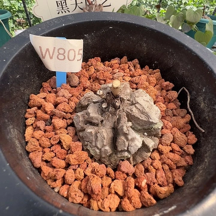 多肉植物专拍 一物一拍 南非龟甲龙805