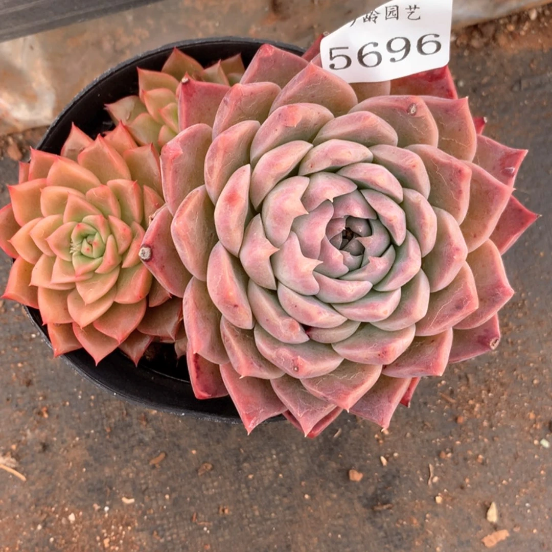 午**奔5996两颗瑕疵不售后特价