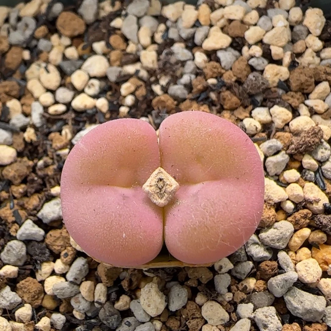 6-3-4-1当天满38包邮大型空卡佛脱土