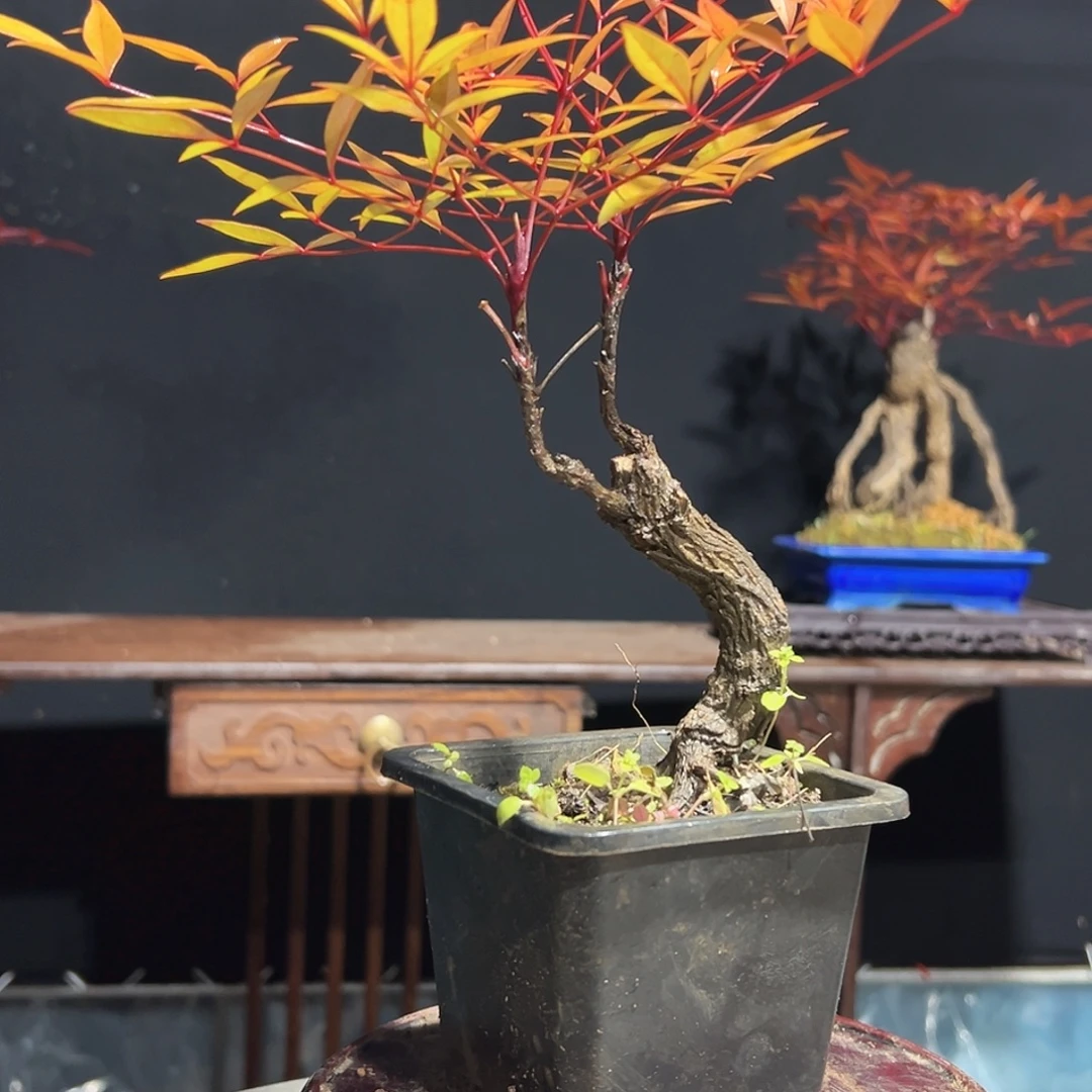 不开花植物0000009