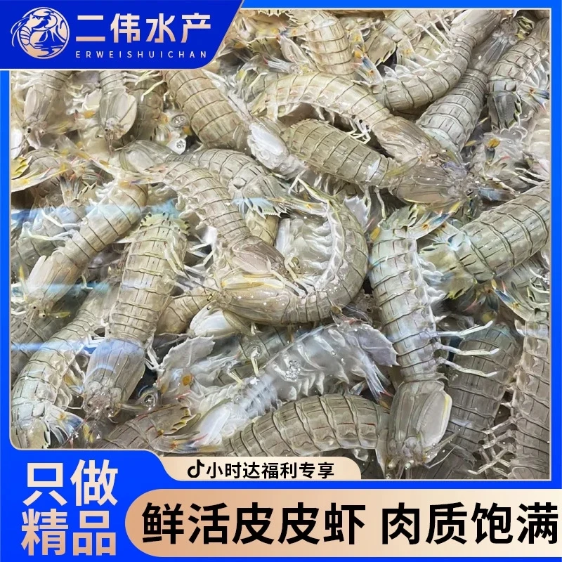 二界沟虾爬子3斤69.9顺丰包邮保鲜不保活皮皮虾