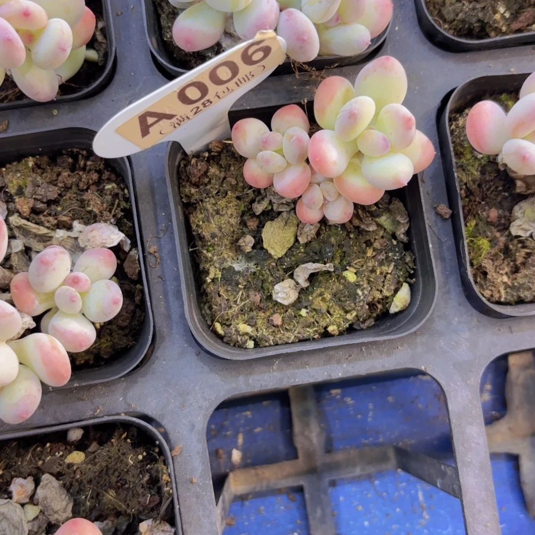 A006苹果奶一物一拍