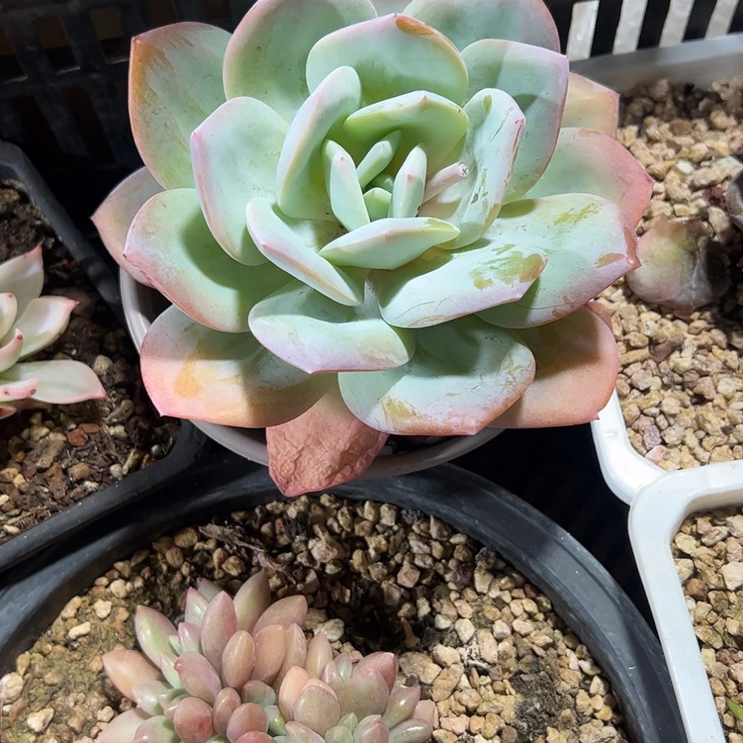 抹茶大单多肉植物