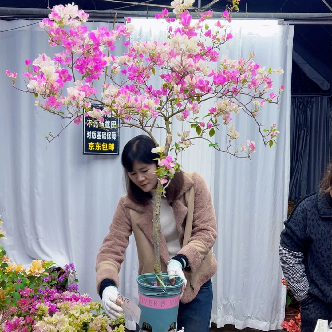 完全开放秀大颗漳红英原生高杆