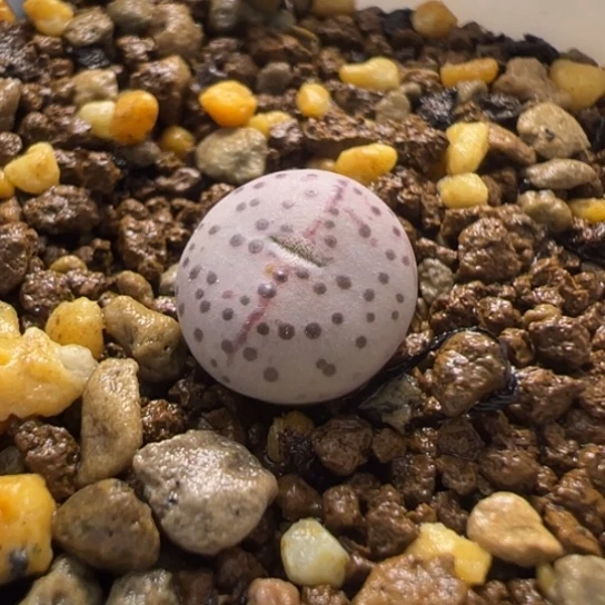 粉体火龙果安贞一颗668。