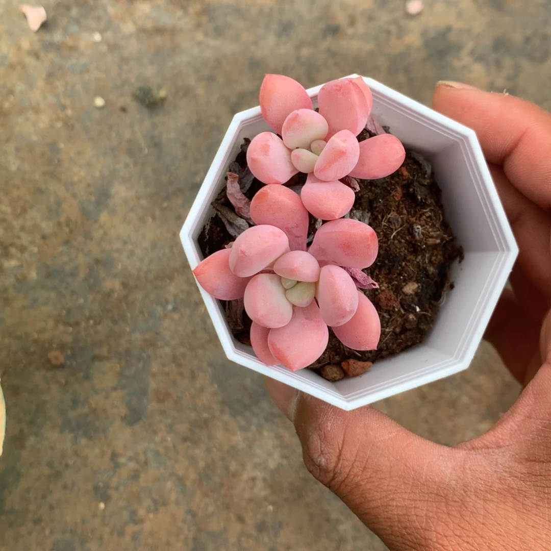 那时候是个女主呀打